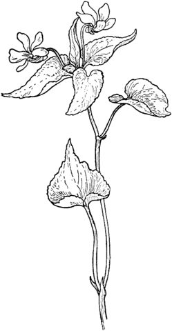 Canada Violet Or Viola Canadensis Coloring Page